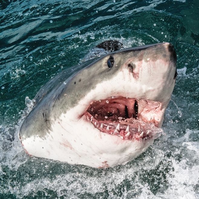 Oh Schreck, ein Hai! Im Falle einer Begegnung mit einem solchen Meeresmonster kann das richtige Verhalten lebensrettend sein.