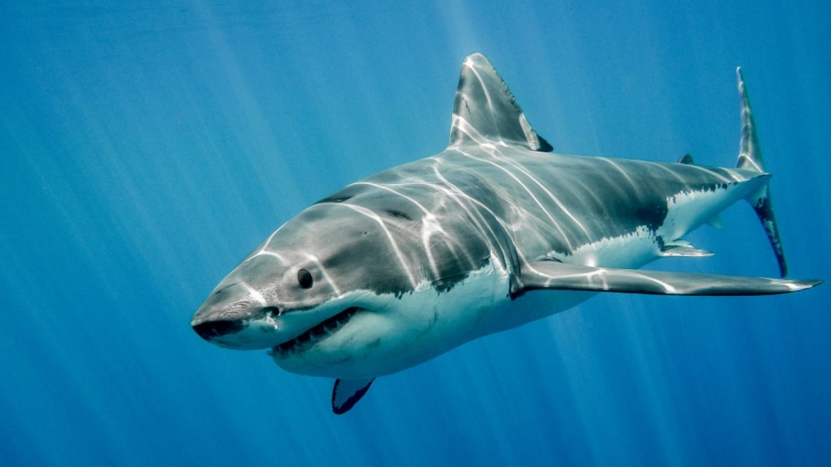 In Südafrika wurde ein Mann von einem Hai getötet. (Symbolfoto) (Foto)