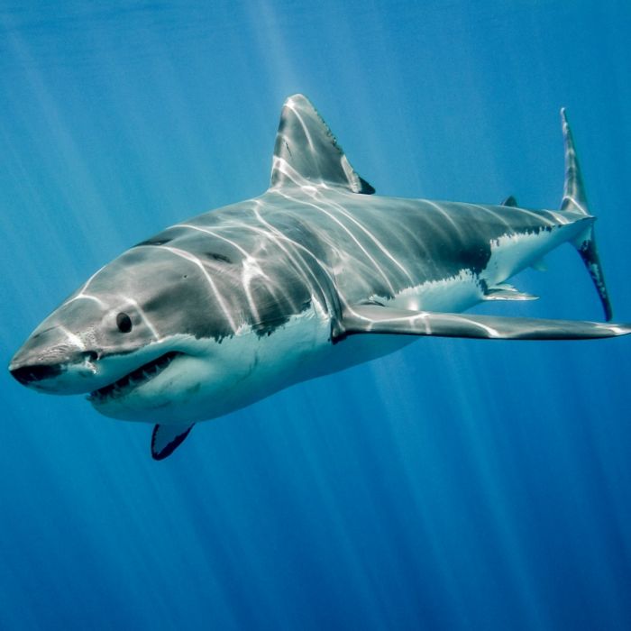 Hilfe kam zu spät! Schwimmer von Hai zu Tode gebissen