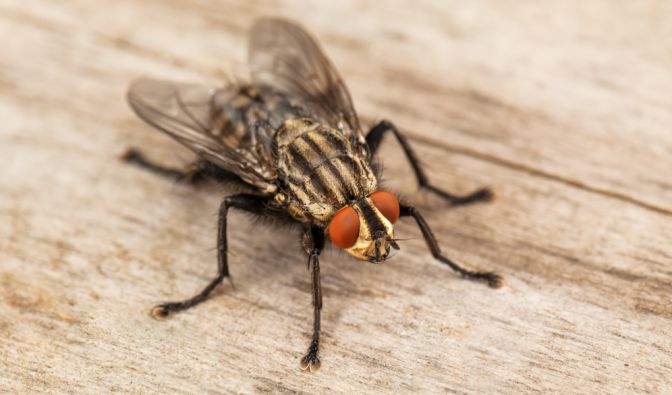 Fliegen können im Sommer ganz schön nervig sein. Fliegen können im Sommer ganz schön nervig sein.