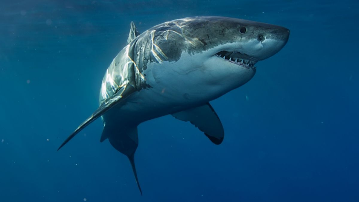 Ein Hai hat eine 17-Jährige an einem Strand in Florida zerfleischt. (Foto)