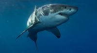 Ein Hai hat eine 17-Jährige an einem Strand in Florida zerfleischt.