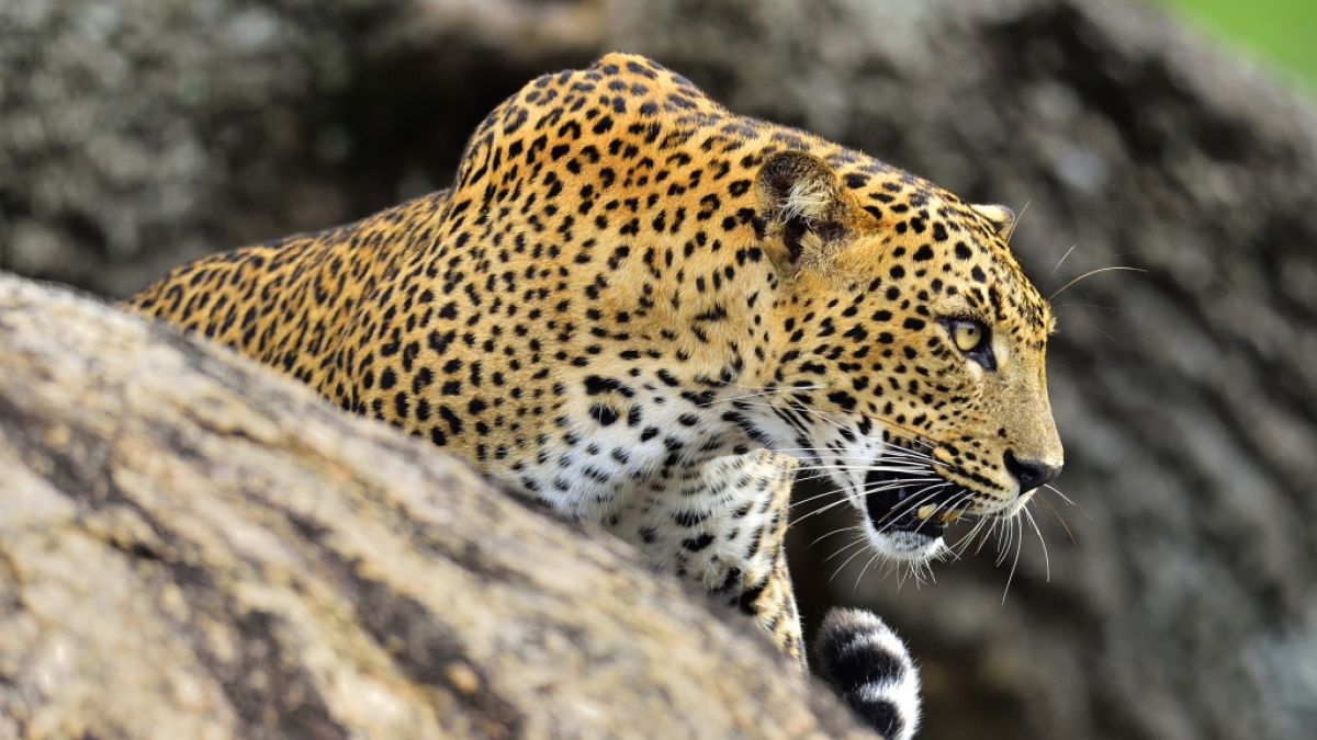 In Indien treibt ein Killer-Leopard sein Unwesen. (Foto)