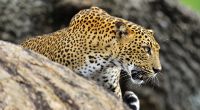 In Indien treibt ein Killer-Leopard sein Unwesen.