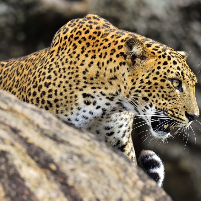 Mädchen (6) von Leopard totgebissen