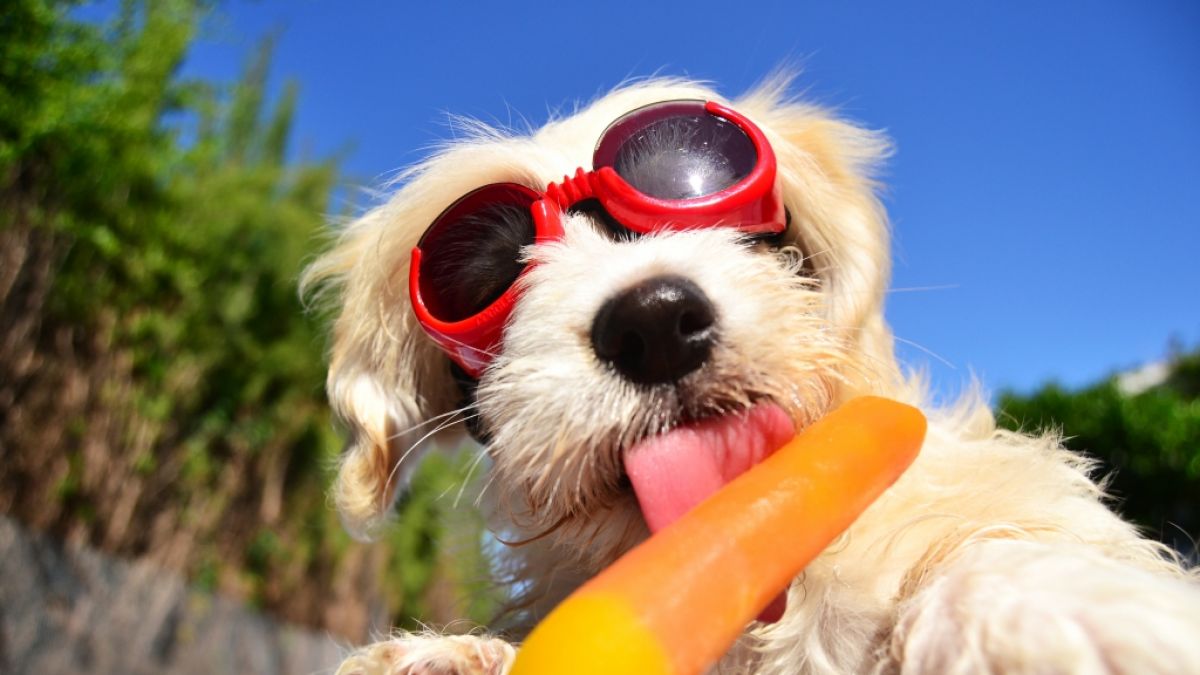 Versprechen die Hundstage die nächsten Hitzetage? (Foto)