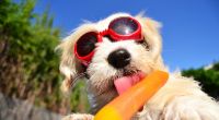 Versprechen die Hundstage die nächsten Hitzetage?