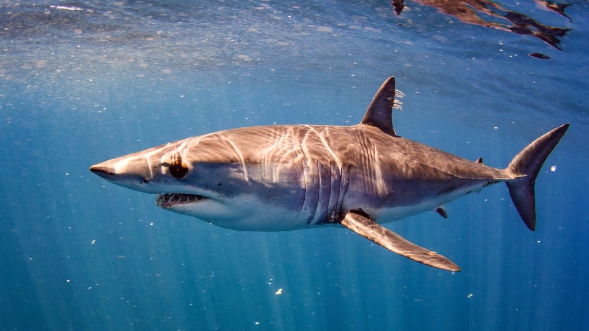 War ein Mako-Hai für die tödlichen Hai-Attacken in Ägypten verantwortlich? (Foto)
