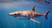 War ein Mako-Hai für die tödlichen Hai-Attacken in Ägypten verantwortlich?
