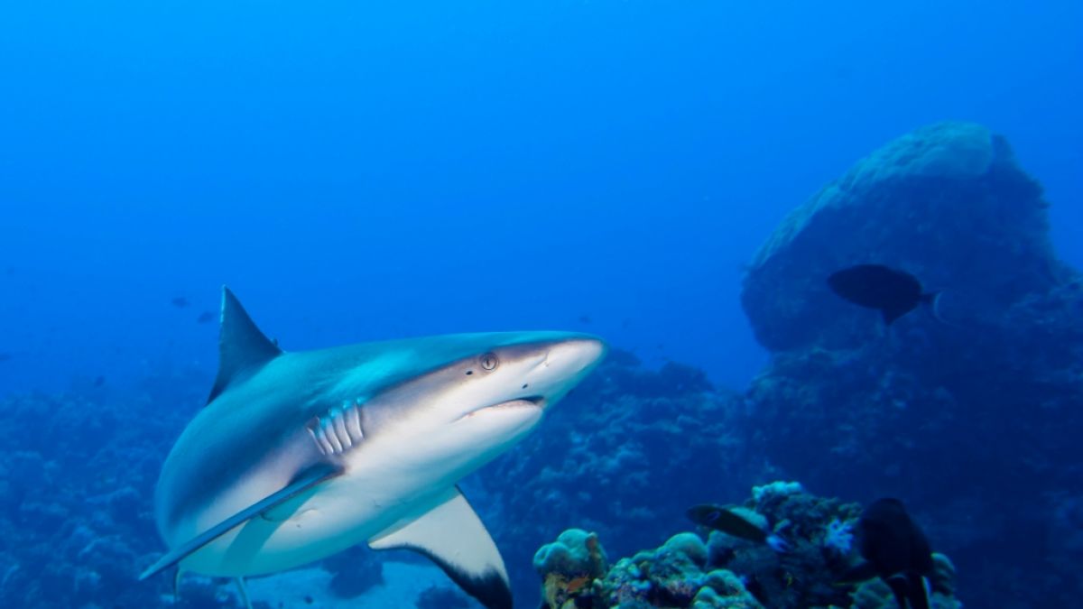 Hai-Attacken in Ägypten sind normalerweise sehr selten. (Foto)