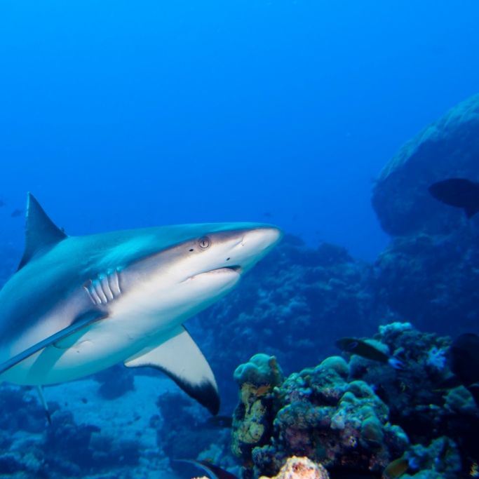 Rettungsschwimmer sollen Hai-Warnung ignoriert haben