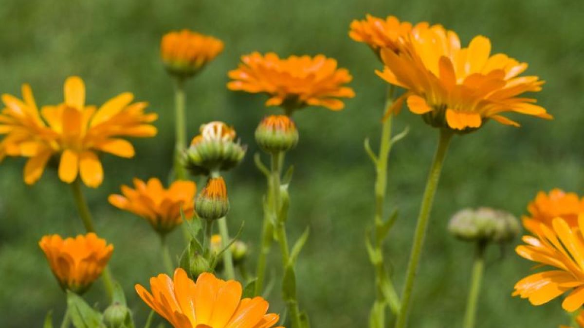 Foto: Patrick Pleul/dpa-Zentralbild/dpa-tmn (Foto)