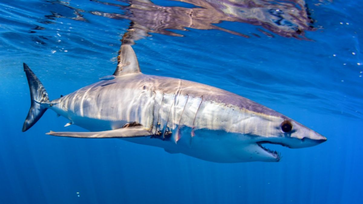 Es wird angenommen, dass ein solcher Kurflossen-Mako-Hai die beiden Frauen in Ägypten angriffen hat. (Foto)