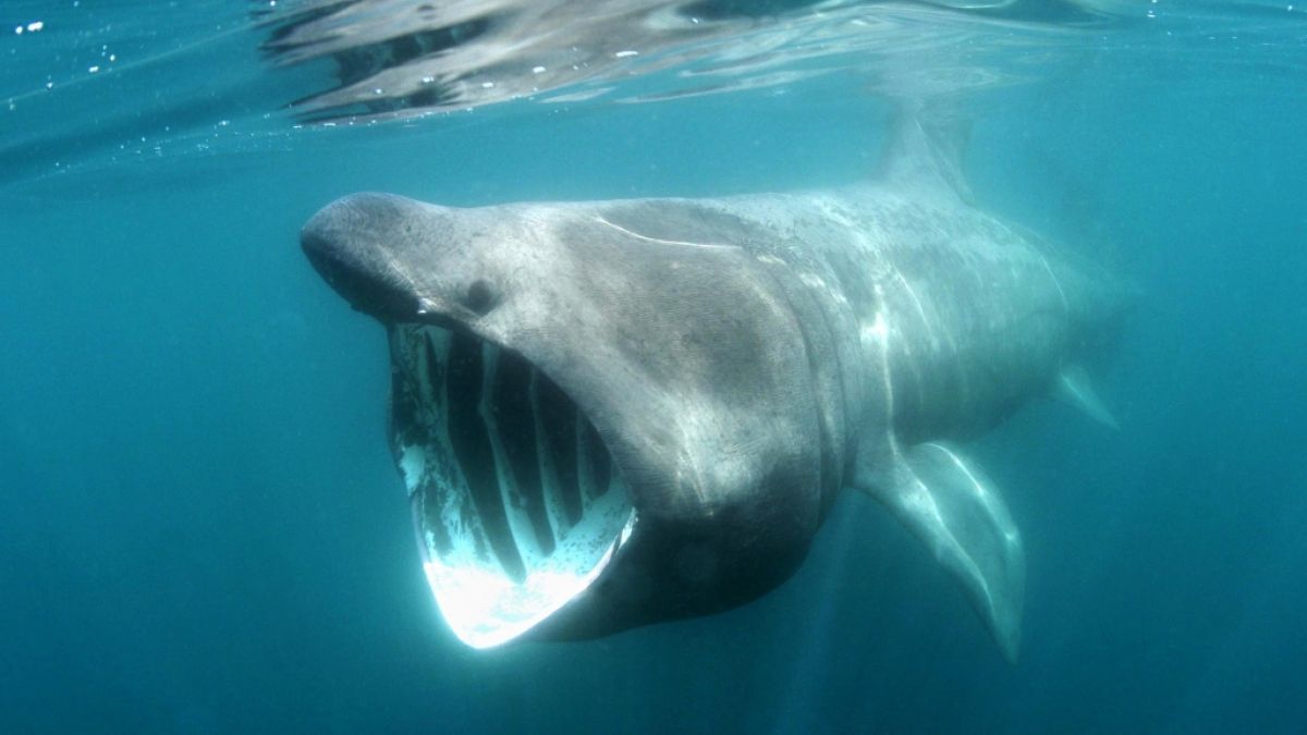 Vor der walisischen Küste sorgte ein Riesenhai kurzzeitig für Panik. (Foto)