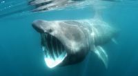 Vor der walisischen Küste sorgte ein Riesenhai kurzzeitig für Panik.