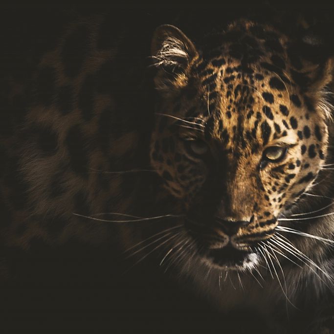 Verschleppt und getötet! Junge (4) von Leopard totgebissen