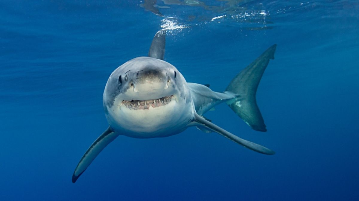 Die jüngsten Hai-Angriffe geben immer noch Rätsel auf. (Foto)