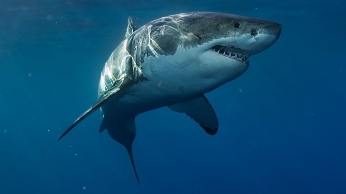 Bei einer neuen Hai-Attacke wurde ein Surfer regelrecht zerfleischt. (Foto)