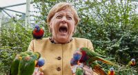 Angela Merkel wird 2021 im Vogelpark Malchow von australischen Loris gebissen.