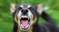 Aggressive Hunde haben in den USA ein vierjähriges Mädchen getötet. (Symbolfoto)