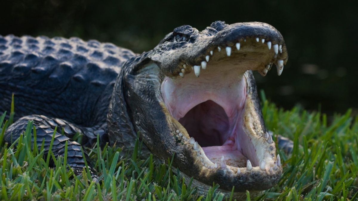 In Florida ist eine Rentnerin durch Alligatoren getötet worden. (Symbolfoto) (Foto)