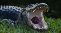 In Florida ist eine Rentnerin durch Alligatoren getötet worden. (Symbolfoto)