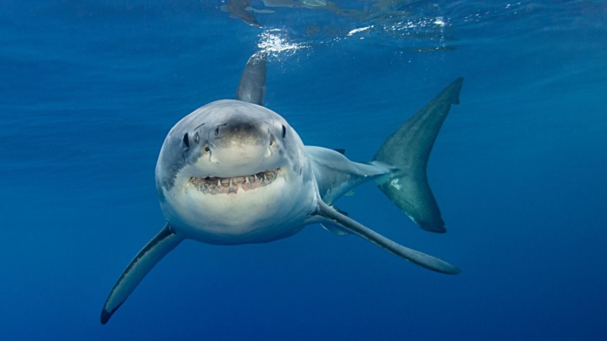 Werden die Hai-Angriffe durch die Extrem-Hitze beeinflusst? (Foto)