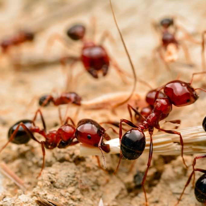 Kurz vor ihrem Tod! Killer-Ameisen greifen Frau in Pflegeheim an