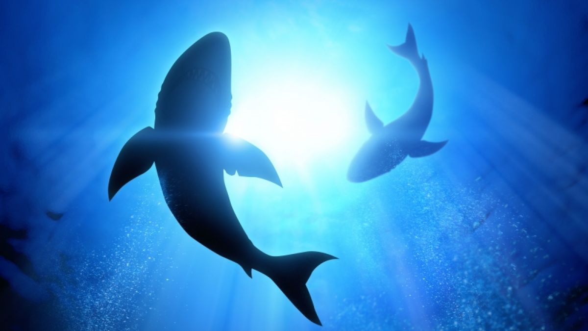 Eine Influencerin soll einen geschützten Hai gegessen haben. (Foto)