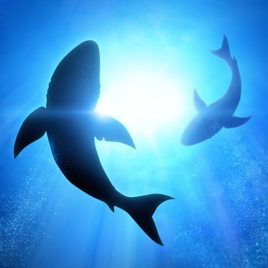 Ekel-Schock im Live-Stream! Influencerin verschlingt geschützten Baby-Hai