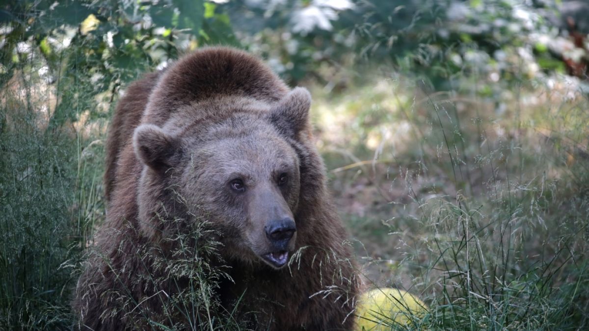 Der Grizzly riss die Frau aus ihrem Zelt und zerfleischte sie. (Foto)
