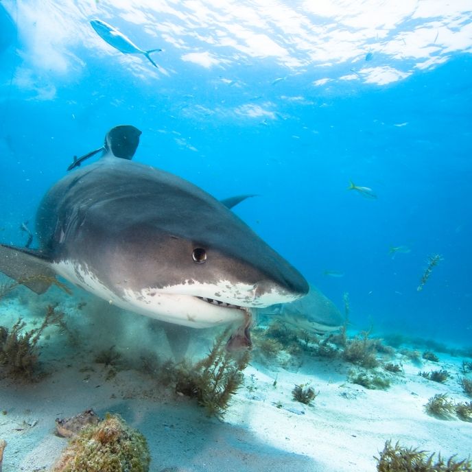 Bericht deckt Todesursache auf! Dieser Killer-Hai tötete die Urlauber