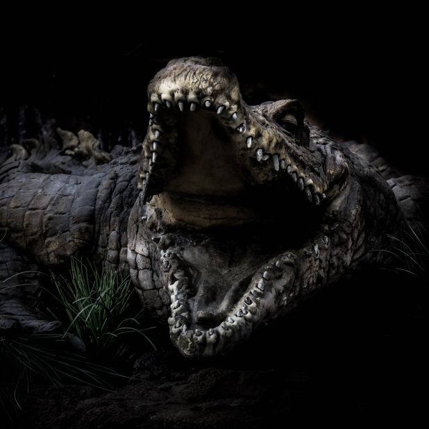 Krokodil zerfleischt 2 Touristen! Behörden teilen Horror-Fotos
