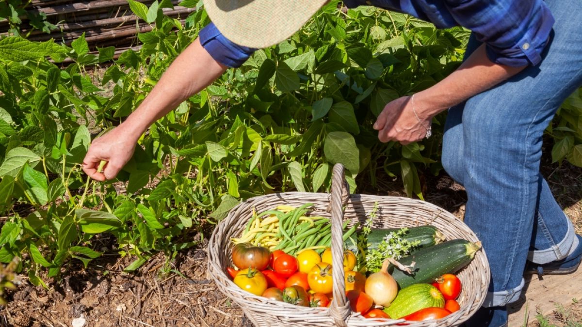 Unterbestimmten Umständen können Zucchini, Kürbis und Co. aus dem eigenen Garten giftig sein. (Foto)
