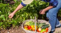 Unterbestimmten Umständen können Zucchini, Kürbis und Co. aus dem eigenen Garten giftig sein.