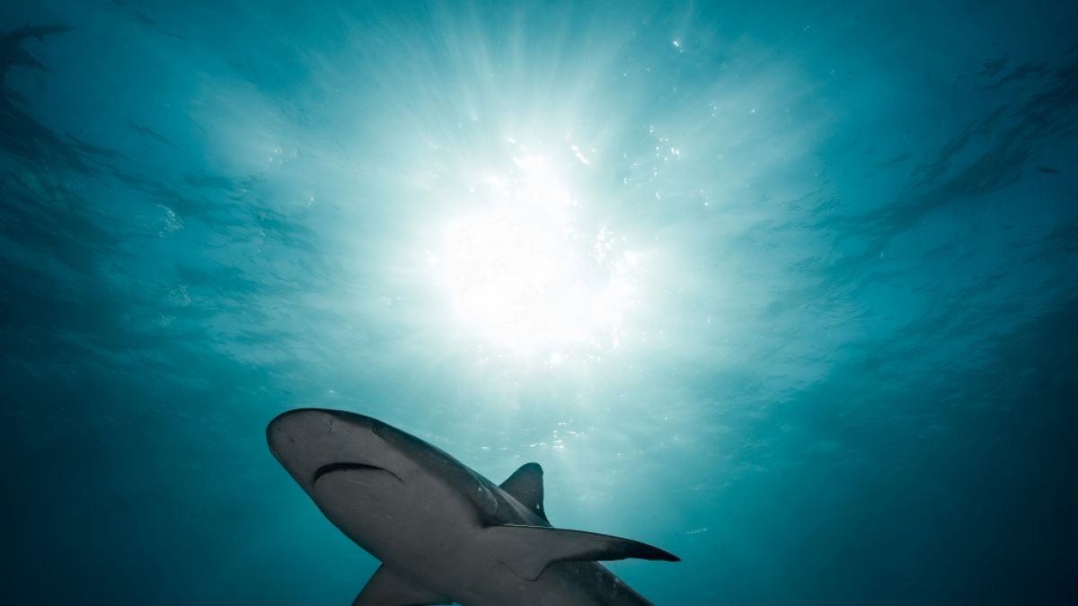 Schockierendes TikTok-Video zeigt blutigen Hai-Angriff. (Foto)