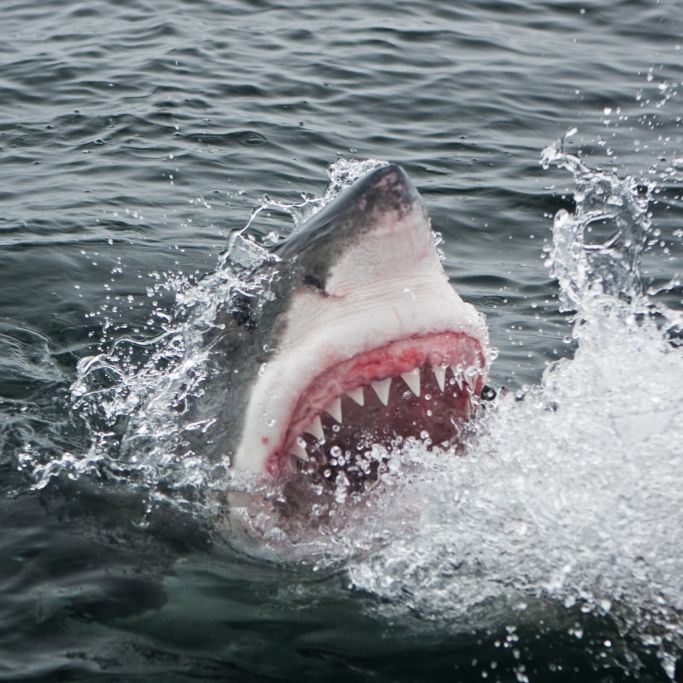 Schutzkäfig wirkungslos! Weißer Hai attackiert Taucher