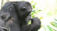 Eine Belgierin bekam wegen einer Affäre mit einem Schimpansen Hausverbot im Zoo.