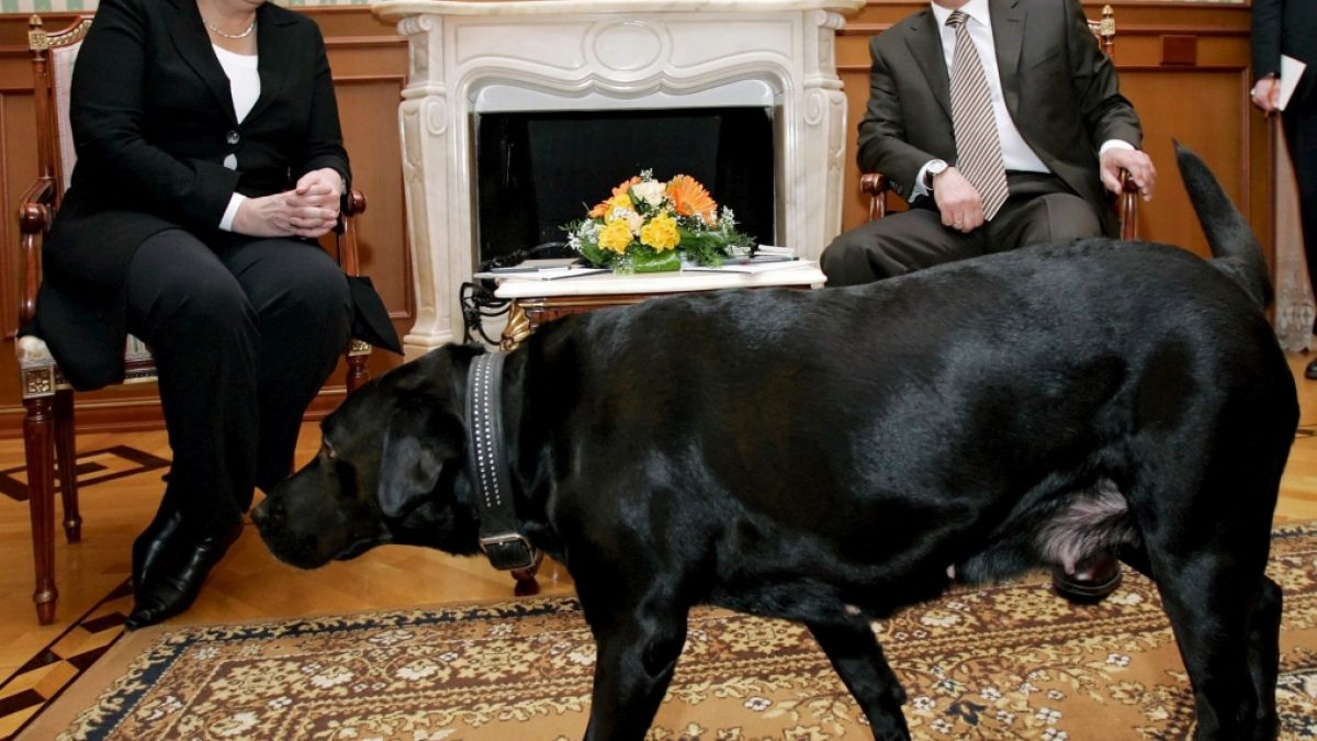 Koney, der schwarze Labrador von Russlands Präsident Wladimir Putin, lief beim Treffen seines Herrchens mit Bundeskanzlerin Angela Merkel durchs Zimmer. (Foto)