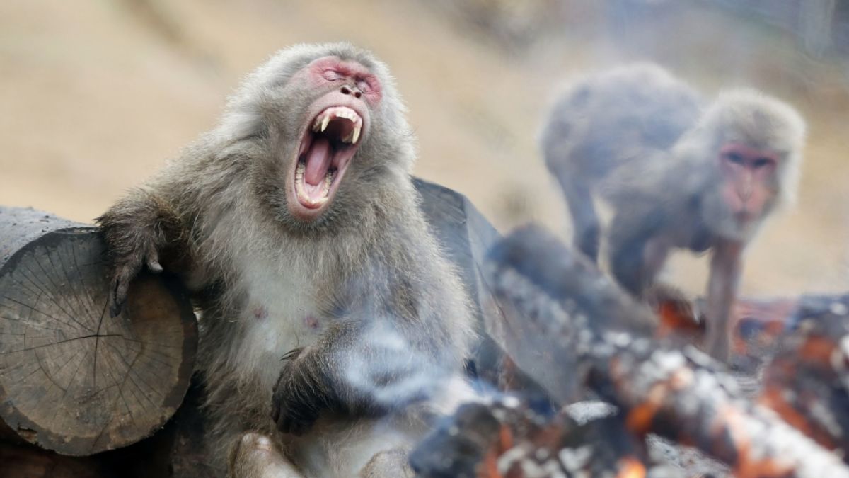 #Affen-Angriffe in Nippon: Aggro-Primat gefangen und getötet! Tier attackierte Menschen gewaltsam