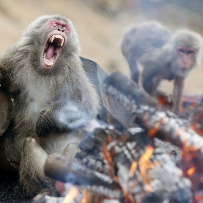 Aggro-Affe gefangen und getötet! Tier attackierte Menschen brutal