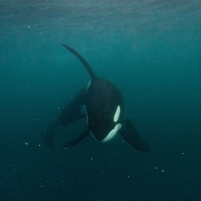 Killerwale zerfleischen einen Weißen Hai und fressen die Leber des Raubfischs