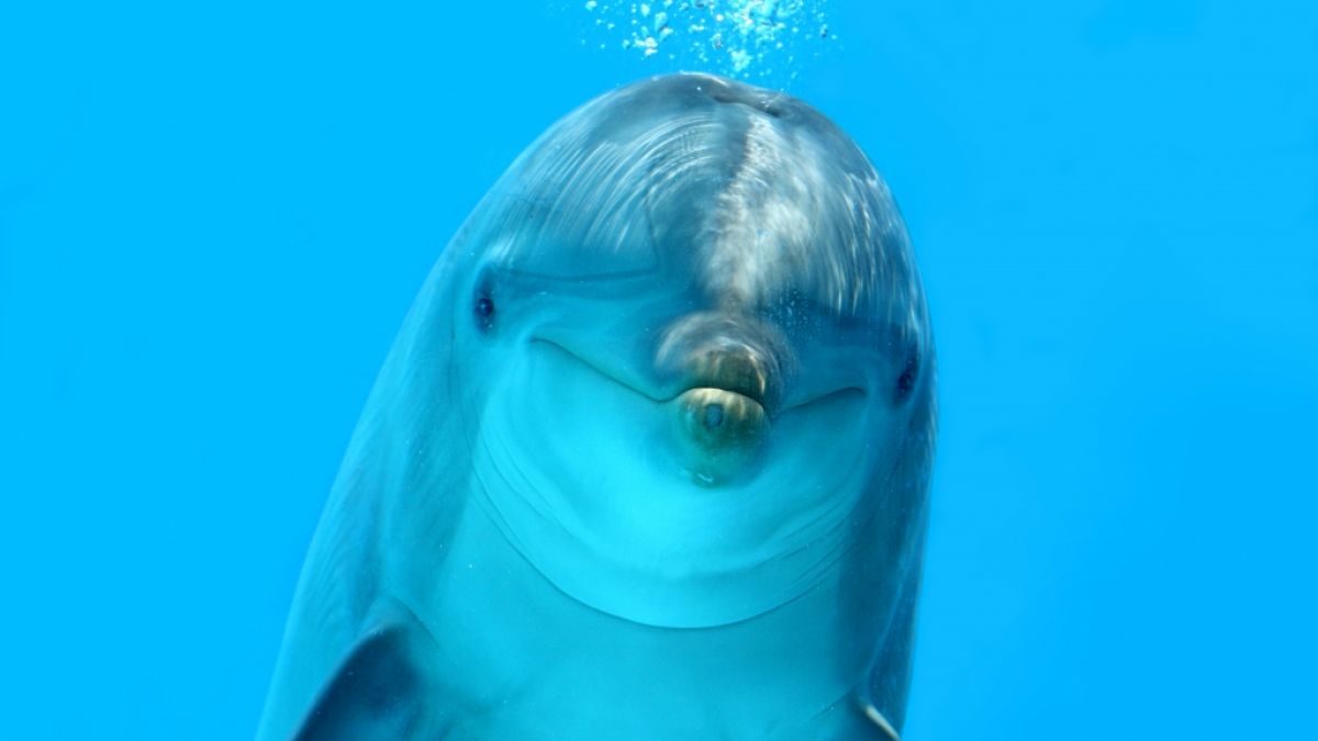 Ein Delfin soll in den 60er-Jahren eine intime Beziehung zu einer Forscherin aufgebaut haben. (Symbolfoto) (Foto)