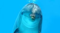 Ein Delfin soll in den 60er-Jahren eine intime Beziehung zu einer Forscherin aufgebaut haben. (Symbolfoto)