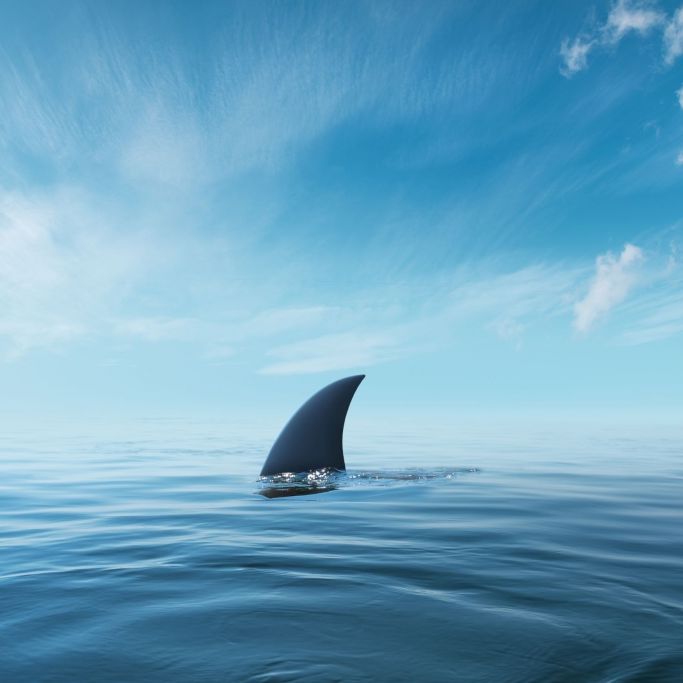 Hai-Alarm vor englischer Küste? Frau von Meeresräuber gebissen