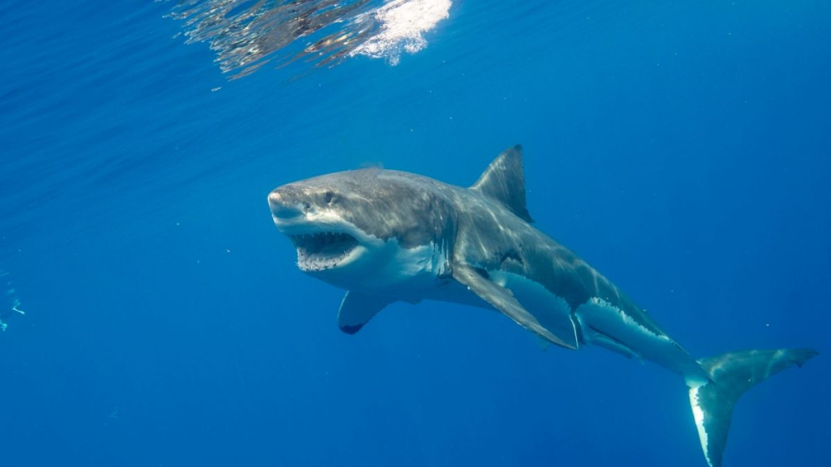 Haie gehören zu den faszinierendsten und zugleich furchteinflößendsten Tieren der Welt. (Foto)