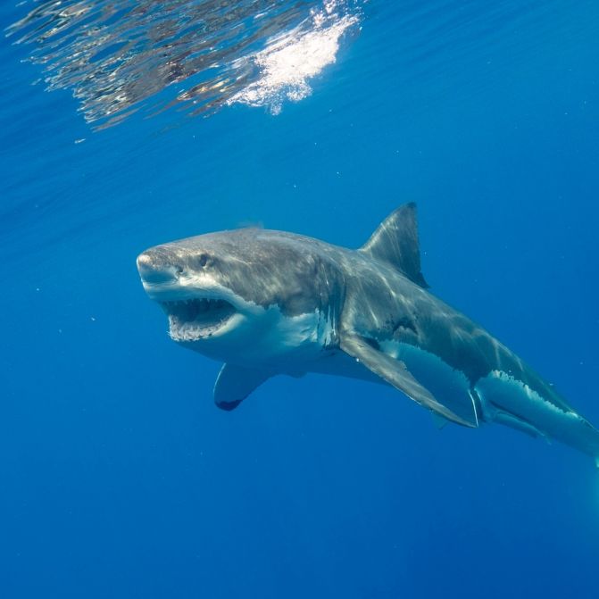Blutlache, amputierter Finger und Todesangst! Die spektakulärsten Hai-Aufnahmen