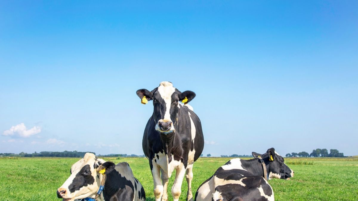 Kommt bald die CO2-Steuer für Kühe? (Foto)