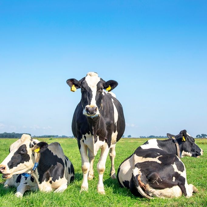Kommt bald die CO2-Steuer für Kühe?