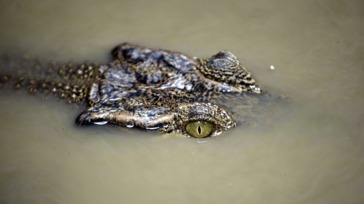 Ein 15-Jähriger ist an einem indonesischen See einer tödlichen Krokodil-Attacke zum Opfer gefallen (Symbolfoto). (Foto)